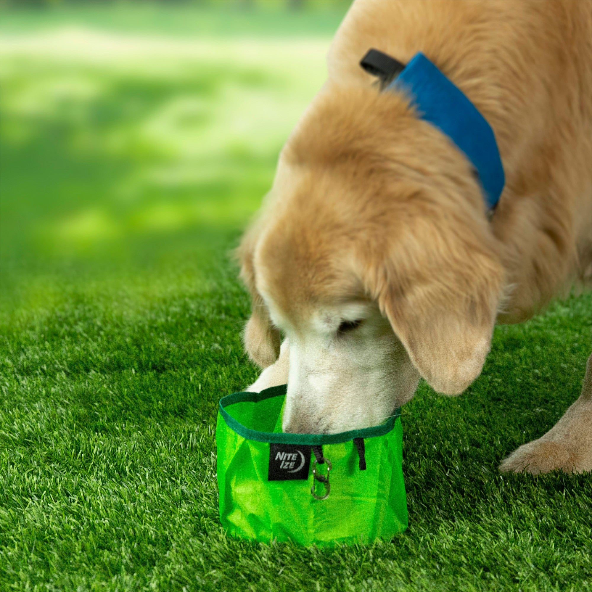 Nite Ize RadDog Collapsible Bowl - Lime - 15-12523