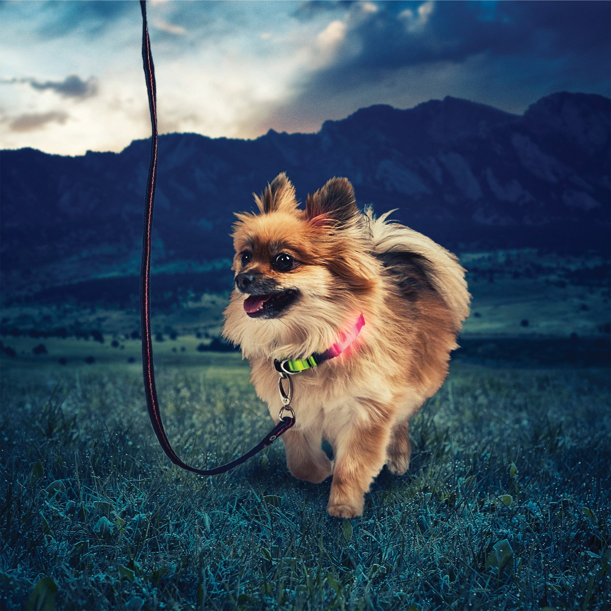 Nite Ize NiteDog Rechargeable LED Collar - L - Lime/Green LED - 15-12526